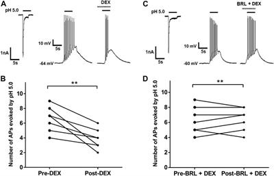 Dexmedetomidine Inhibits ASIC Activity via Activation of α2A Adrenergic Receptors in Rat Dorsal Root Ganglion Neurons